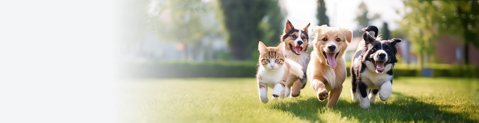 Drei Hunde und eine Katze laufen fröhlich über das Gras.