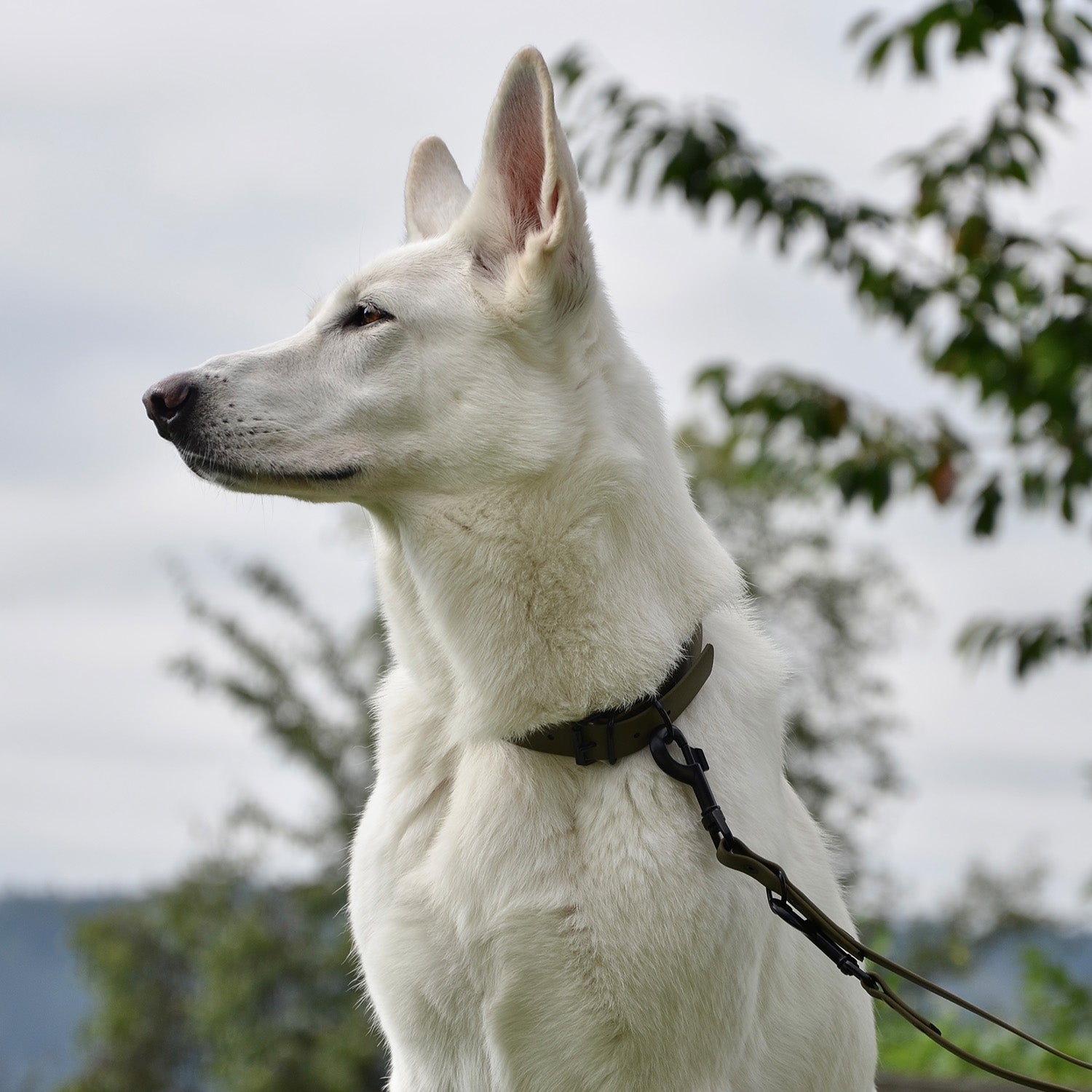 BioThane Hundeleine - 3-Fach verstellbar - 220 cm - Oliv an weißem Hund, reißfest, wasserabweisend und verstellbar.