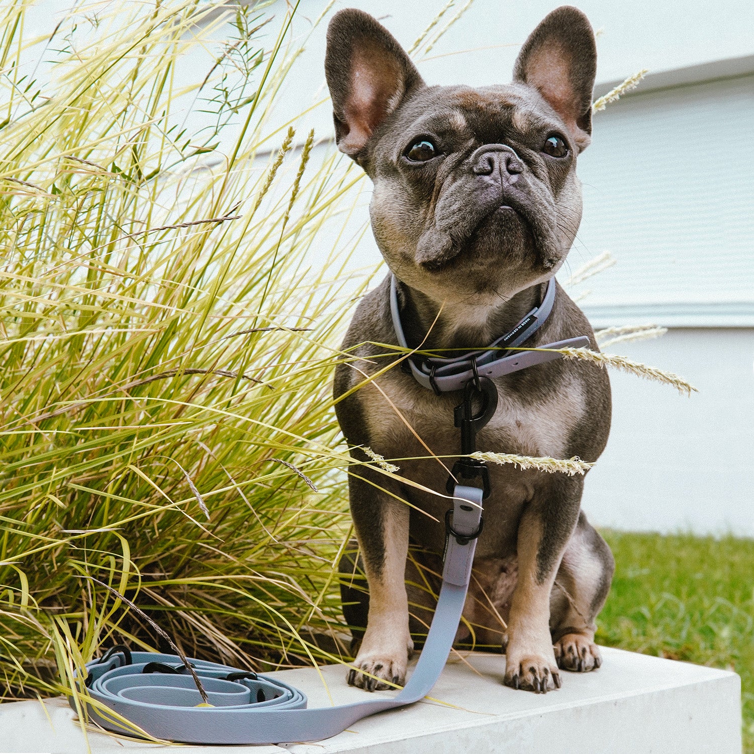 Hundehalsband aus BioThane - 5-Fach verstellbare - Größe L - Grau an Hund vor grünem Gras und Hausfassade