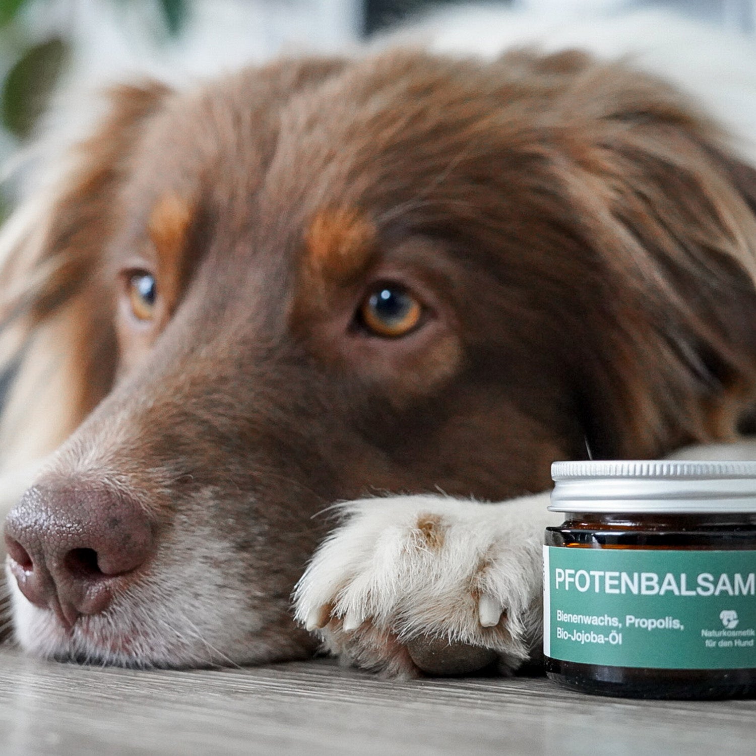 Pfotenbalsam - 50 ml - 100% natürlicher Pfotenschutz