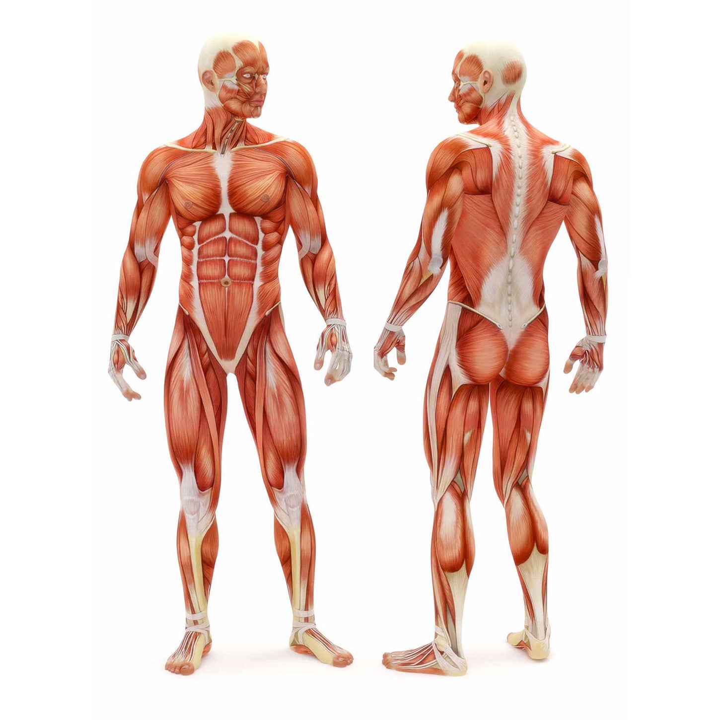 Faszienrolle "Anila" eckig 45x15 cm Pink/Grau für effektives Faszientraining und gezielte Tiefengewebsmassage.