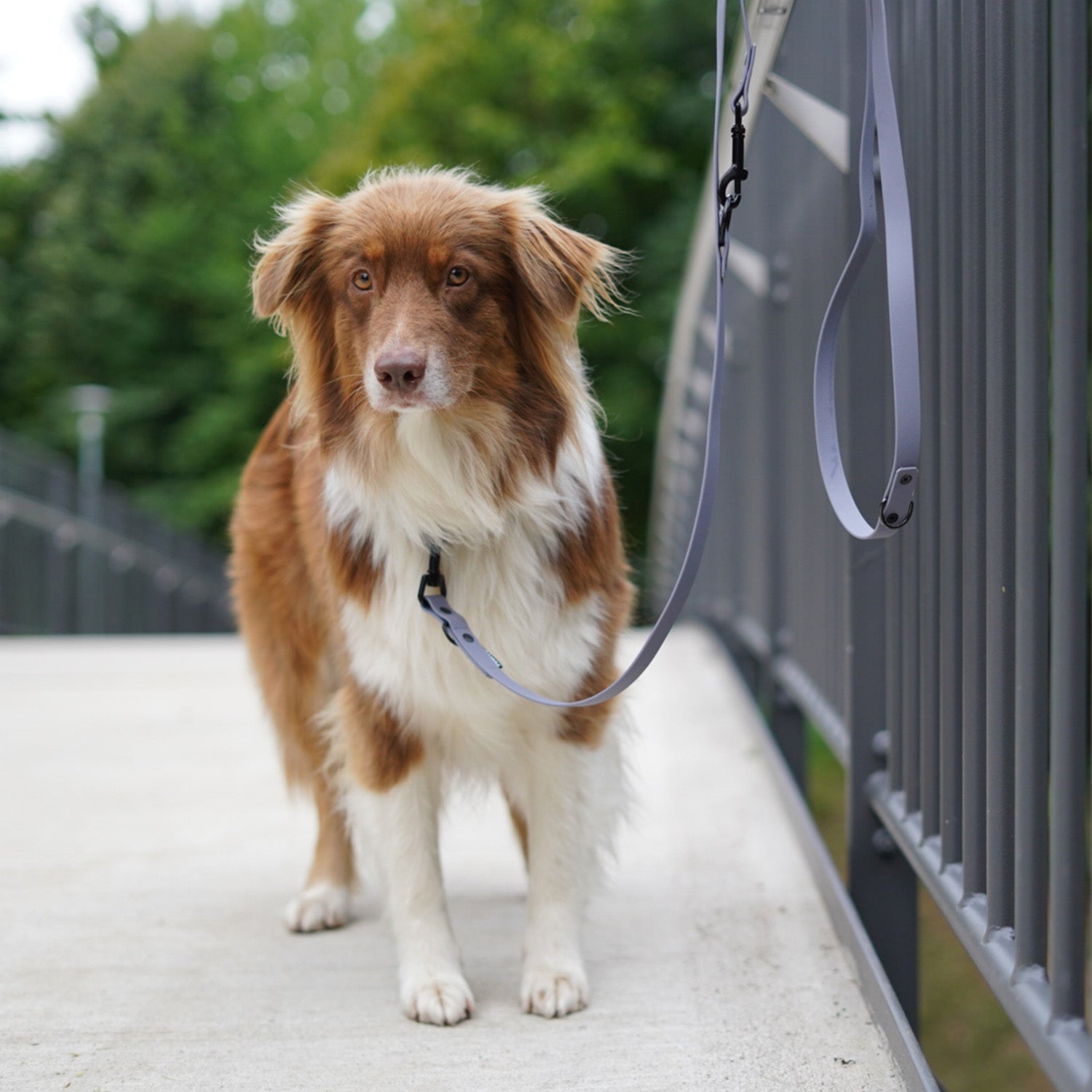 BioThane Hundeleine - 3-Fach verstellbar - 220 cm - Grau mit braun-weißem Hund auf Gehweg, wasserfest und reißfest.