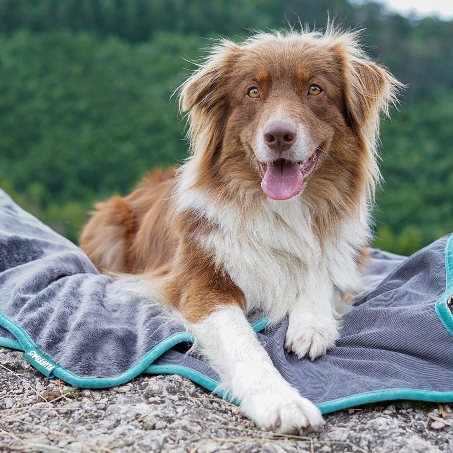 Hundedecke/ Wendedecke /Kuscheldecke - 150x100 cm - Grau