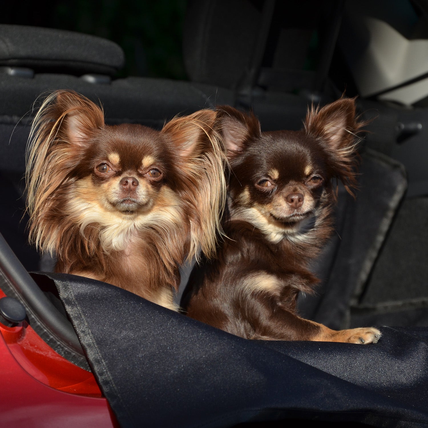 Kofferraumschutz für Hund inkl. Seiten- & Ladekantenschutz - dunkelgrau schützt Kofferraum vor Schmutz, Nässe und Tierhaaren mit Hund.