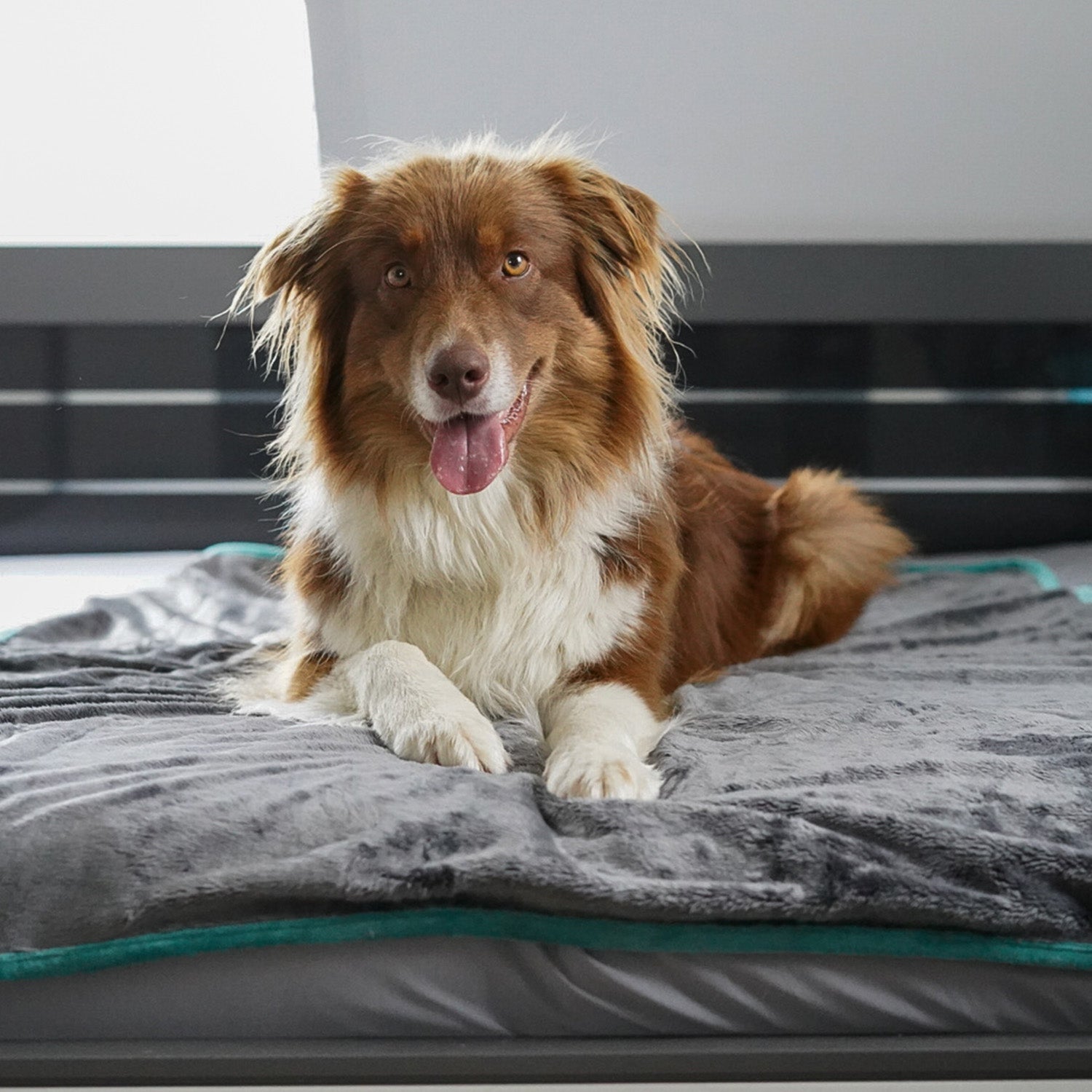 Hundedecke/ Wendedecke /Kuscheldecke - 150x100 cm - Grau