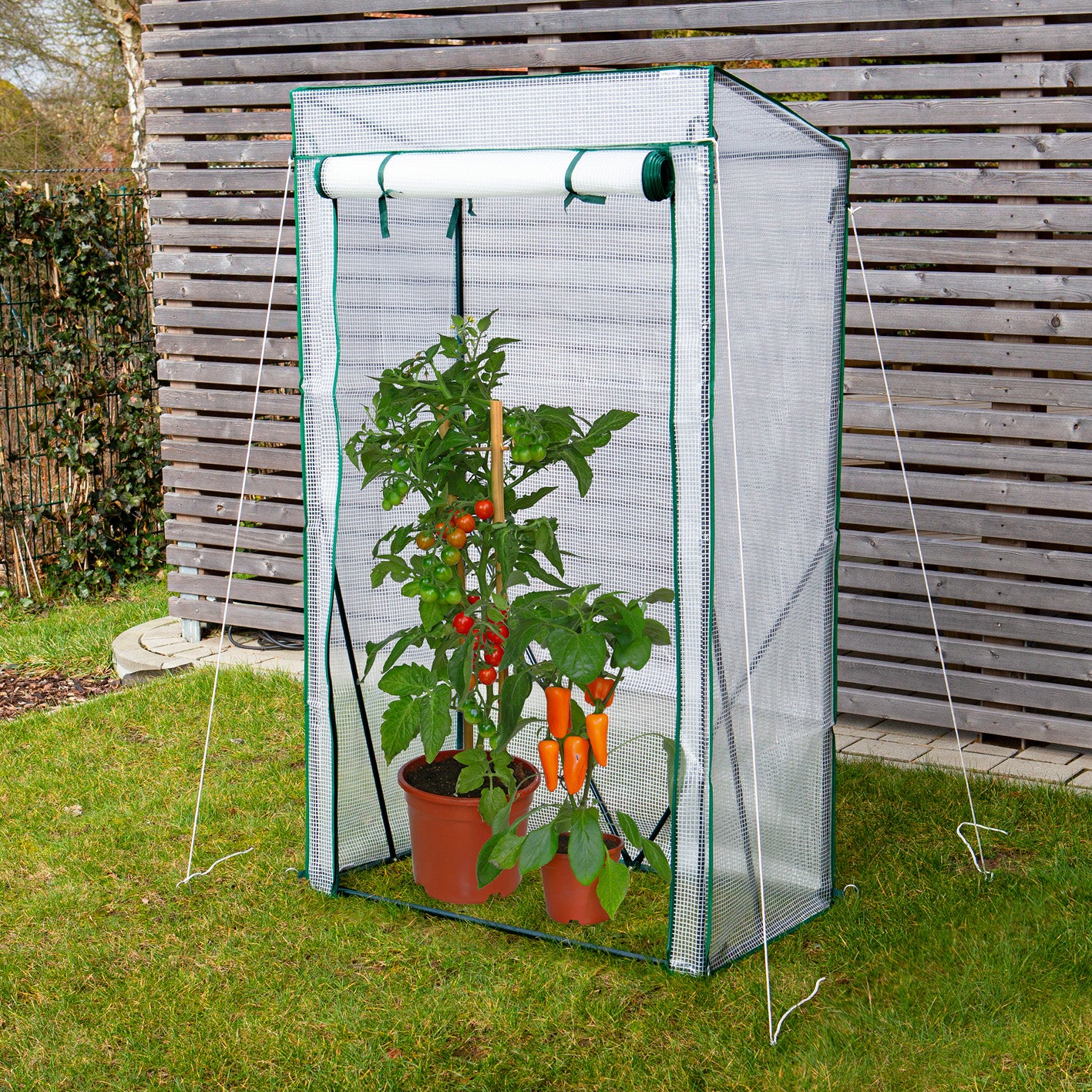 Folien-Gewächshaus - 100 x 50 x 158/170 cm mit lichtdurchlässiger PE-Folie, stabilem Rahmen und Reißverschluss für Jungpflanzen und Tomaten.