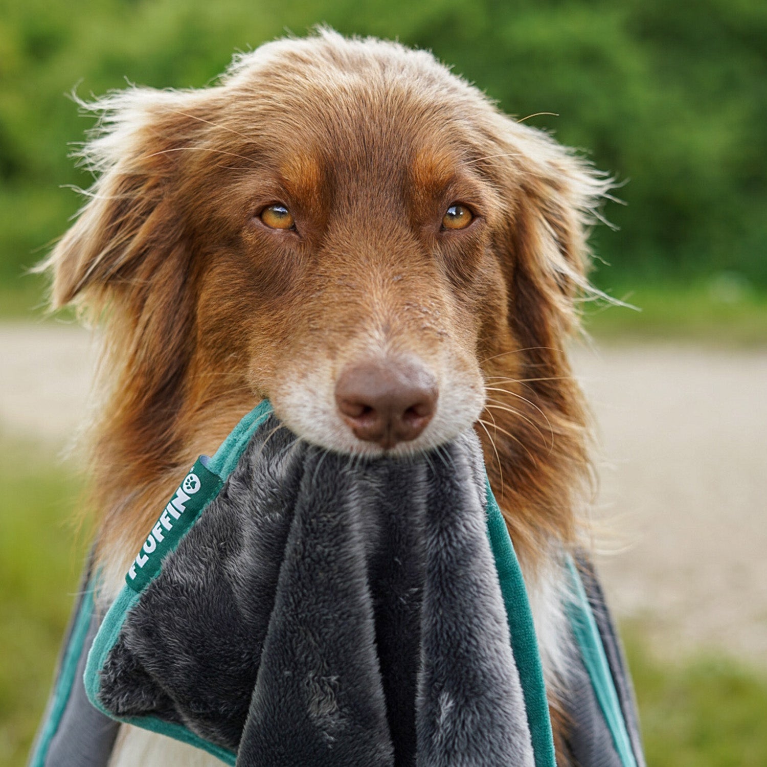 Hundedecke/ Wendedecke /Kuscheldecke - 150x100 cm - Grau