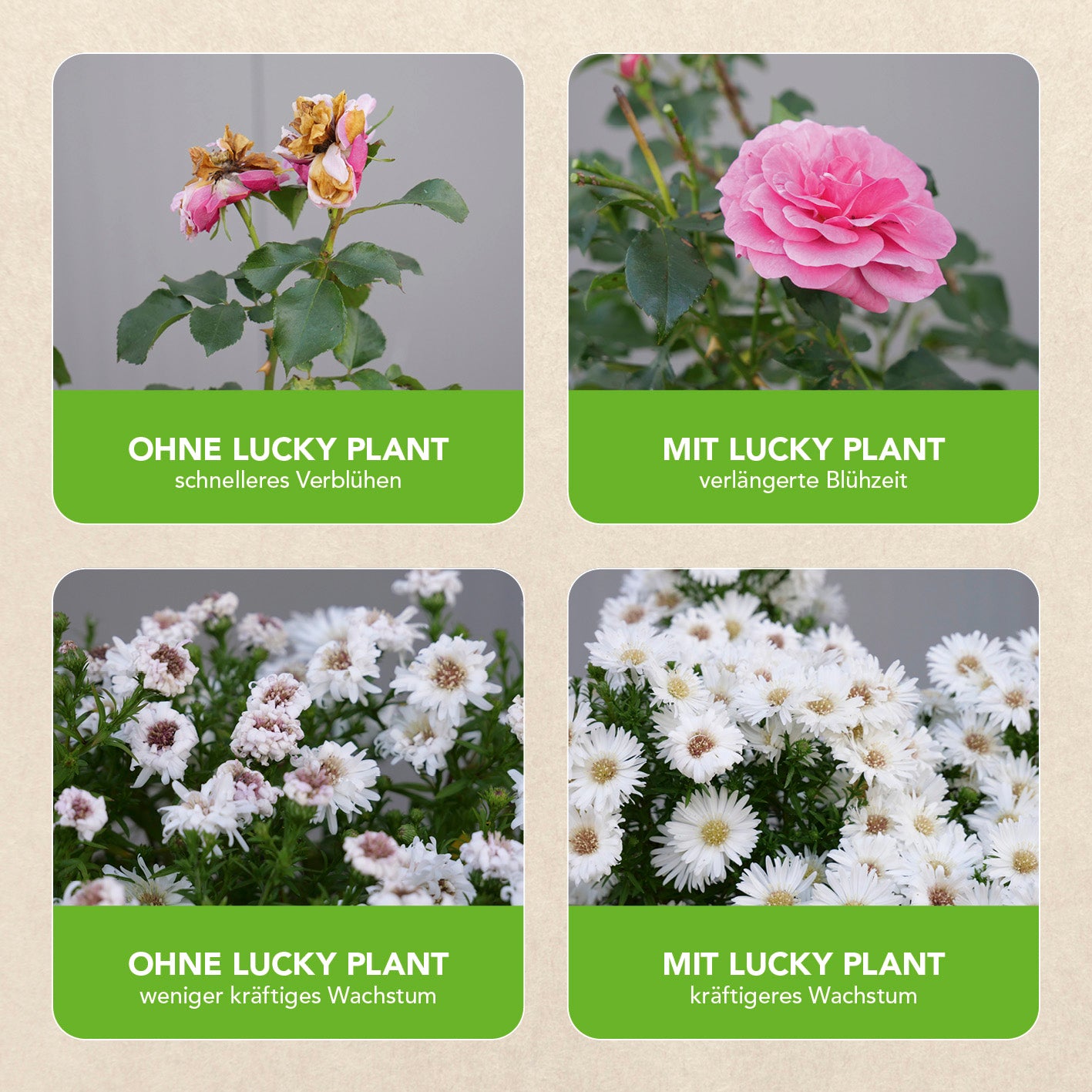 Pflanzenstärkung Tablette - 20 Tabs zeigt Vergleich von Blütezeit und Wachstum mit und ohne Lucky Plant Unterstützung.