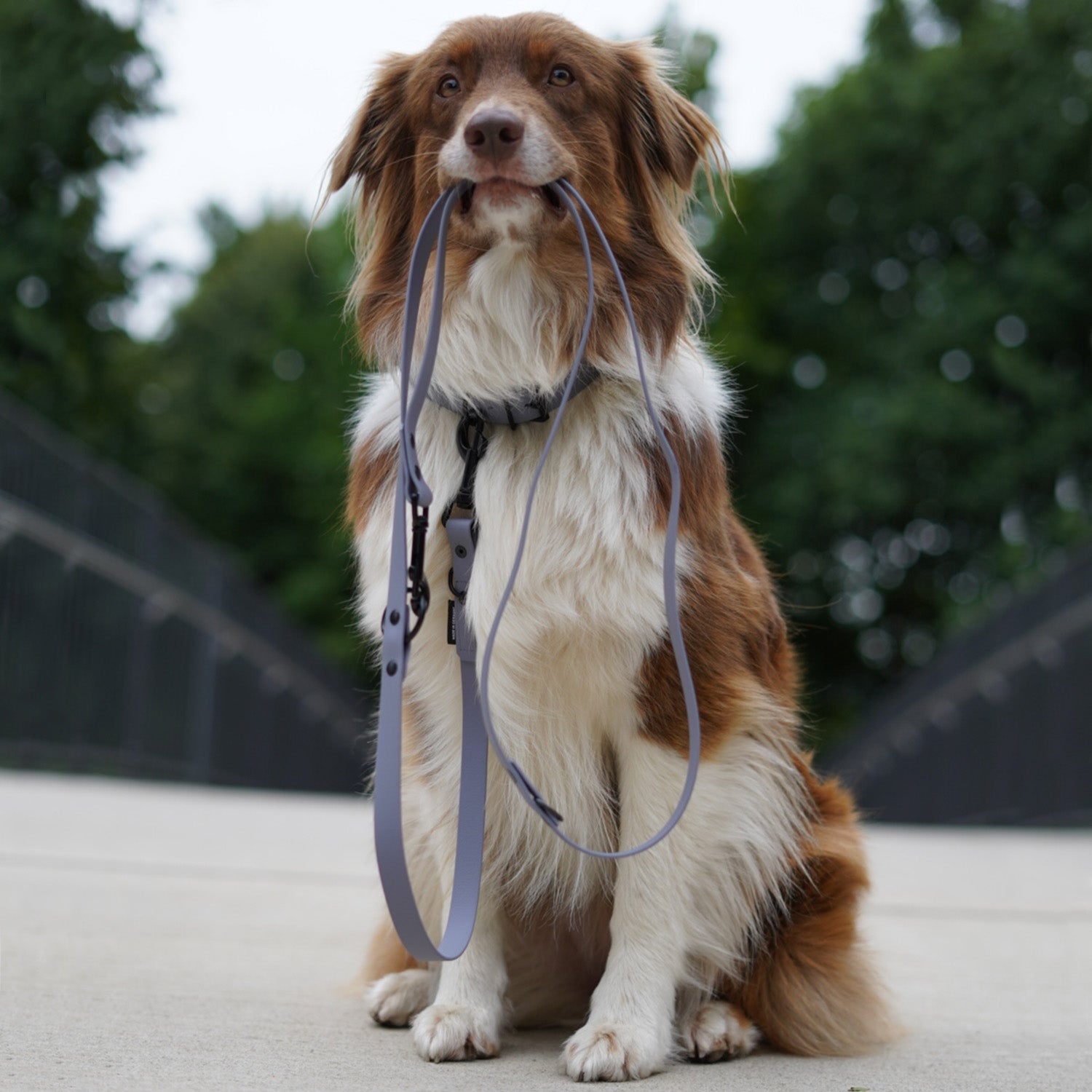 Hundehalsband aus BioThane - 5-Fach verstellbare - Größe L - Grau an Hund mit passender Leine in Naturkulisse.