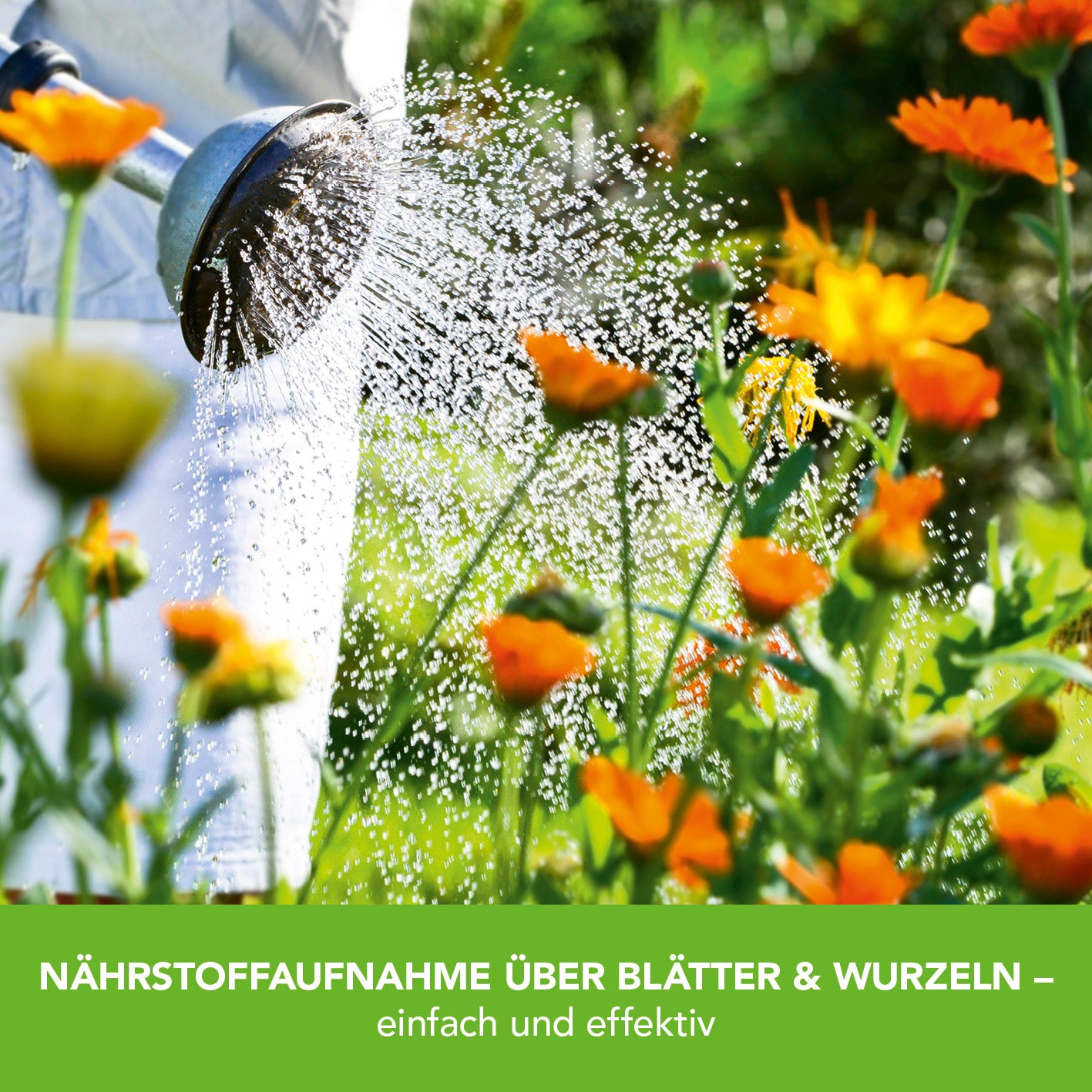 Pflanzenstärkung Pulver - 200 g Anwendung für starkes Pflanzenwachstum und längere Blütezeit in Haus und Garten.