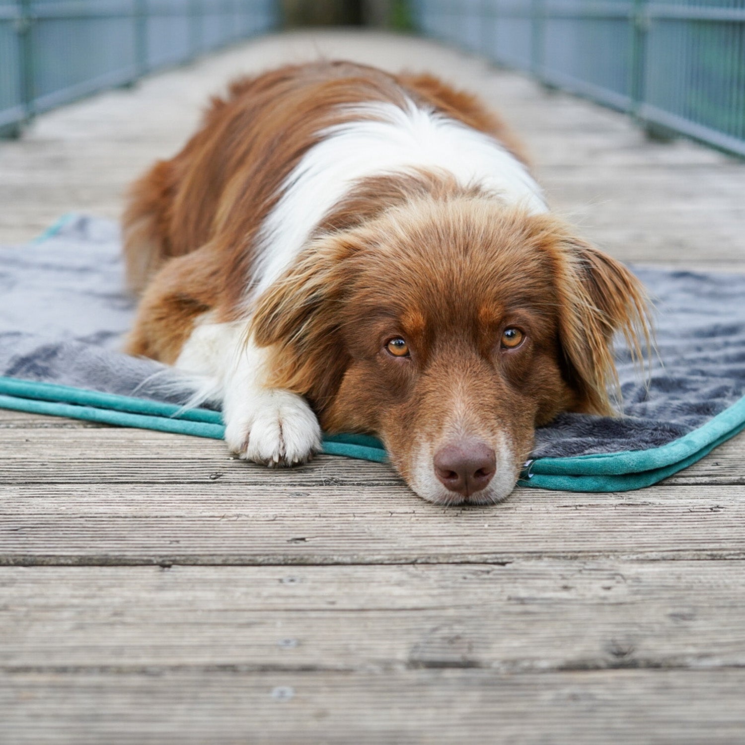 Hundedecke/ Wendedecke /Kuscheldecke - 150x100 cm - Grau