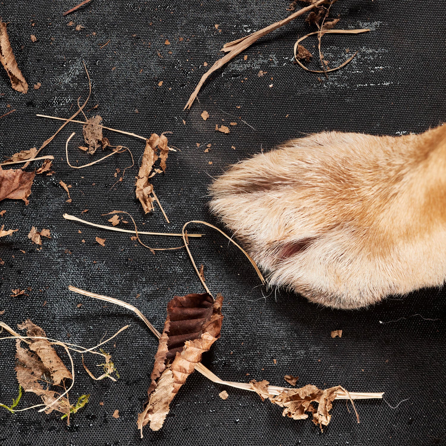 Kofferraumschutz für Hund inkl. Seiten- & Ladekantenschutz - dunkelgraue, wasserfeste, kratzfeste Autoschondecke mit Hundepfote.