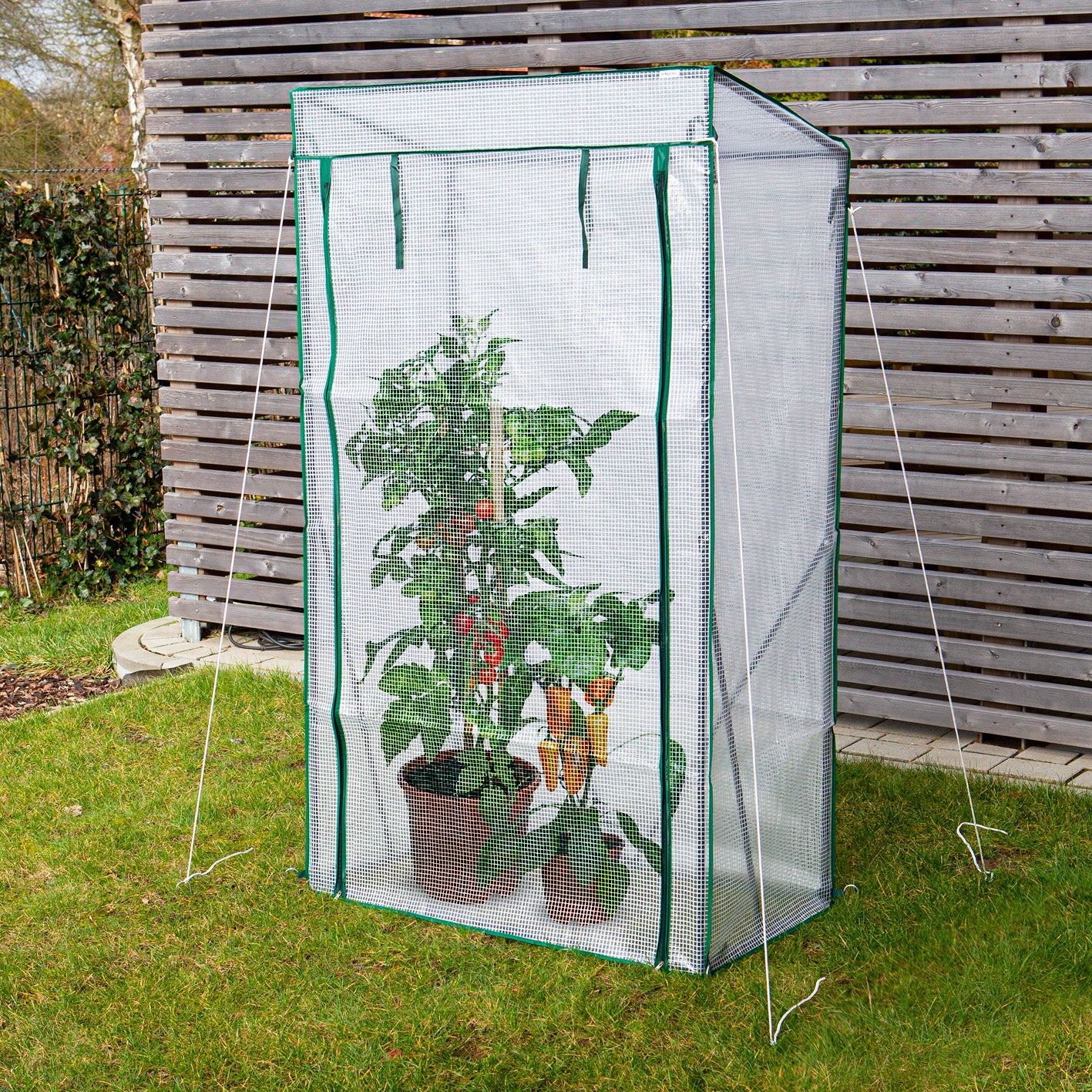 Folien-Gewächshaus - 100 x 50 x 158/170 cm mit PE-Folie, stabilem Rahmen und Reißverschluss für Tomaten und Jungpflanzen im Garten.