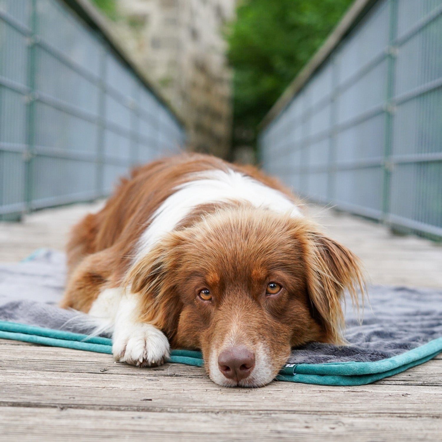 Hundedecke/ Wendedecke /Kuscheldecke - 150x100 cm - Grau