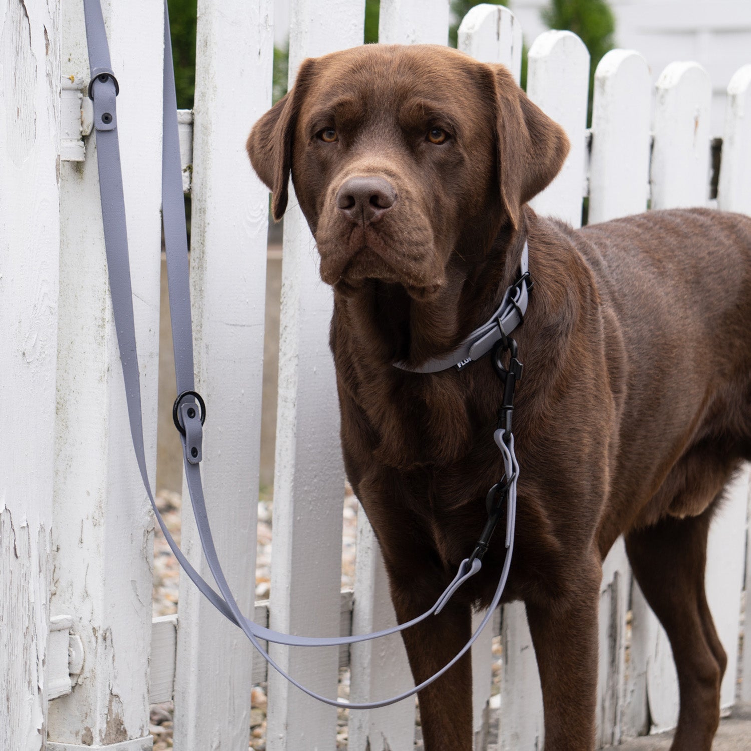 Hundehalsband aus BioThane - 5-Fach verstellbare Größe L, grau, wasserfest und veganer Lederersatz für Hunde mit Halsumfang 44-54 cm.