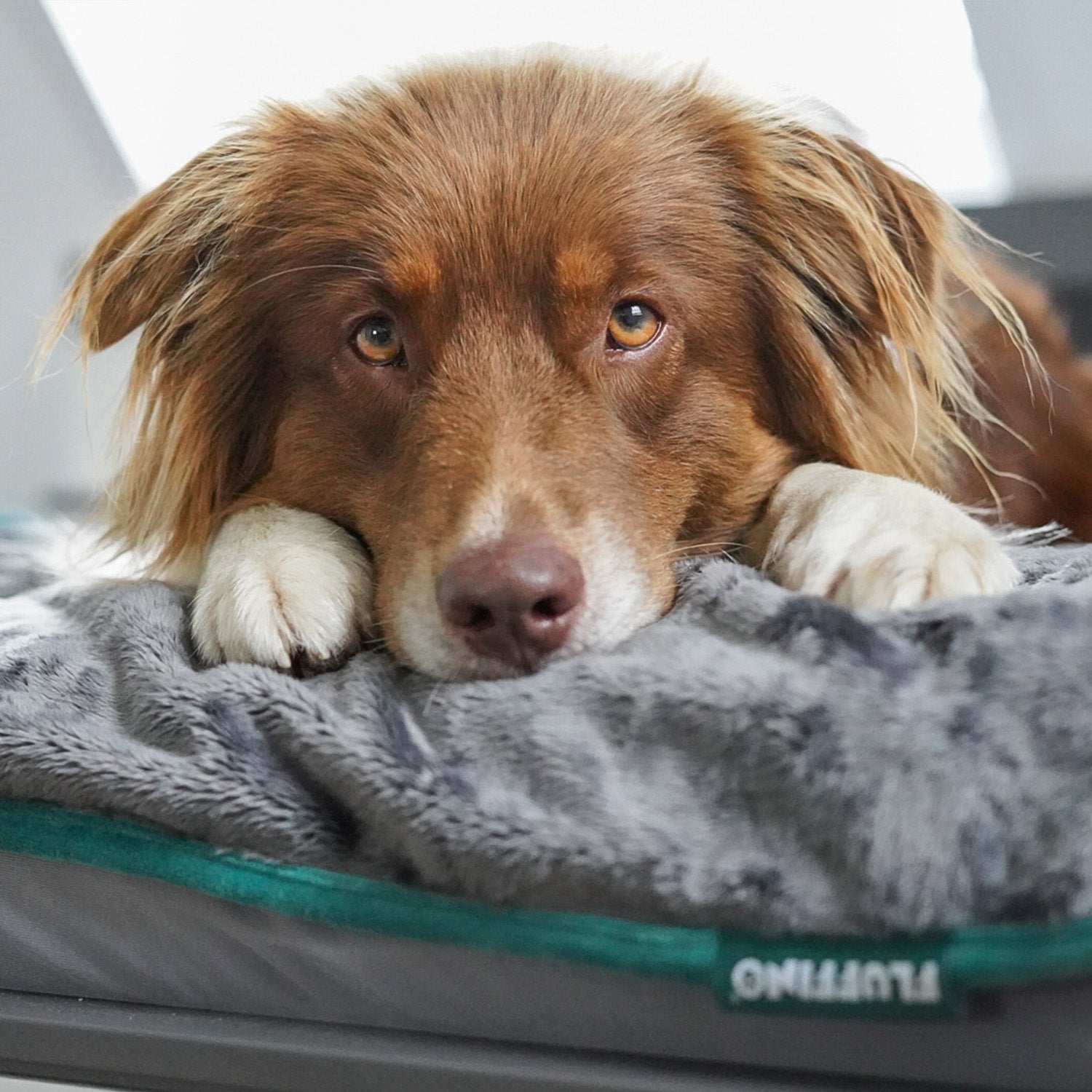 Hundedecke/ Wendedecke /Kuscheldecke - 150x100 cm - Grau