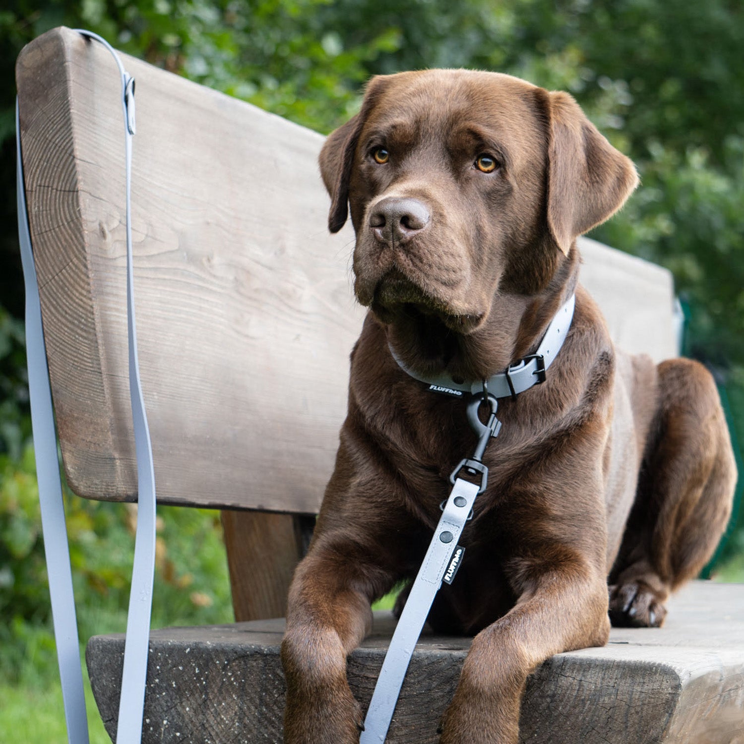 Hundehalsband aus BioThane - 5-Fach verstellbare Größe L in Grau am braunen Labrador mit passender Leine.
