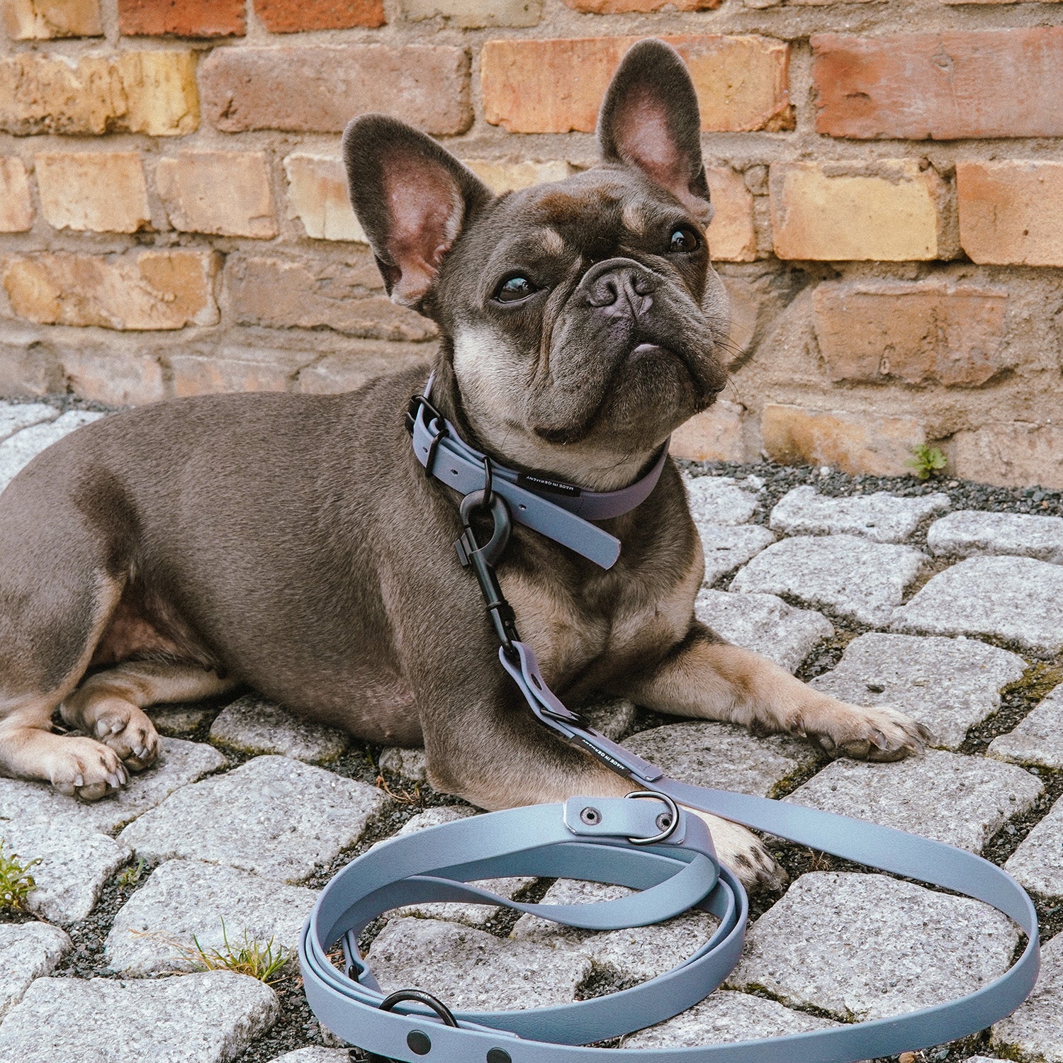 Hundehalsband aus BioThane - 5-Fach verstellbare - Größe L - Halsumfang 44 - 54 cm - Grau