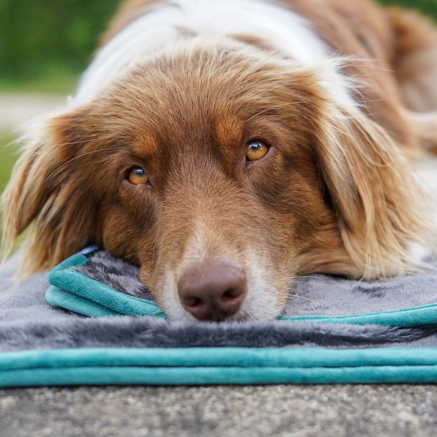 Hundedecke/ Wendedecke /Kuscheldecke - 150x100 cm - Grau